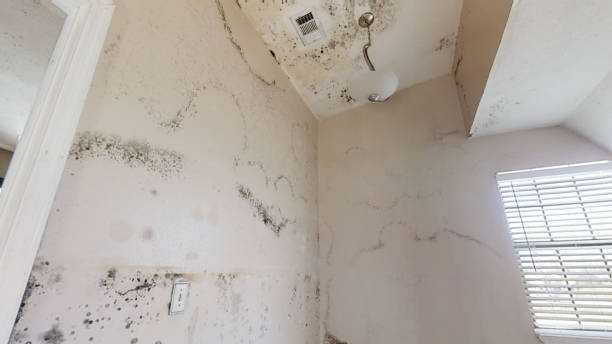 Best Industrial Mold Remediation  in Boiling Springs, NC