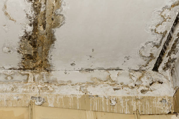 Best Residential Mold Inspection & Testing  in Boiling Springs, NC