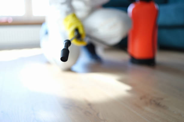 Best Attic Mold Removal  in Boiling Springs, NC