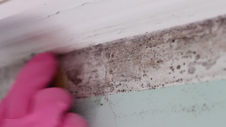 Best Air Quality Testing for Mold Spores  in Boiling Springs, NC